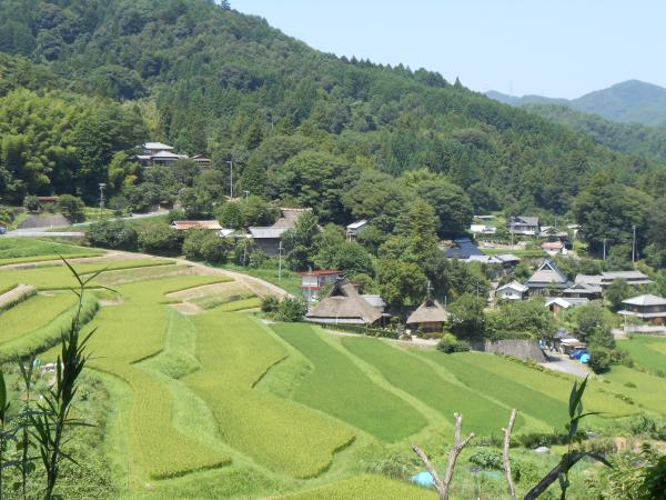 長閑な棚田の風景。